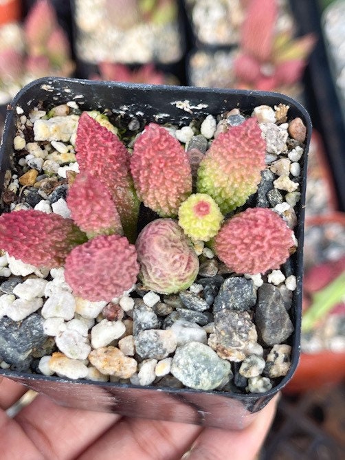 Adromischus herrei | Adromischus Marianae Herrei | Rare Succulents | Live Succulent