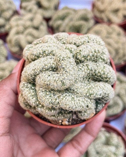 Brain Cactus | Mammillaria Cristata Brain Cactus | Crested cactus | Live Plant