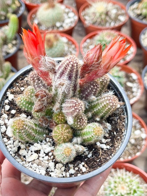 Peanut Cactus Echinopsis Chamaecereus | Live Cactus