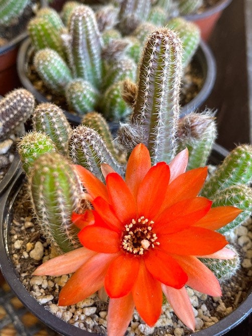 Peanut Cactus Echinopsis Chamaecereus | Live Cactus