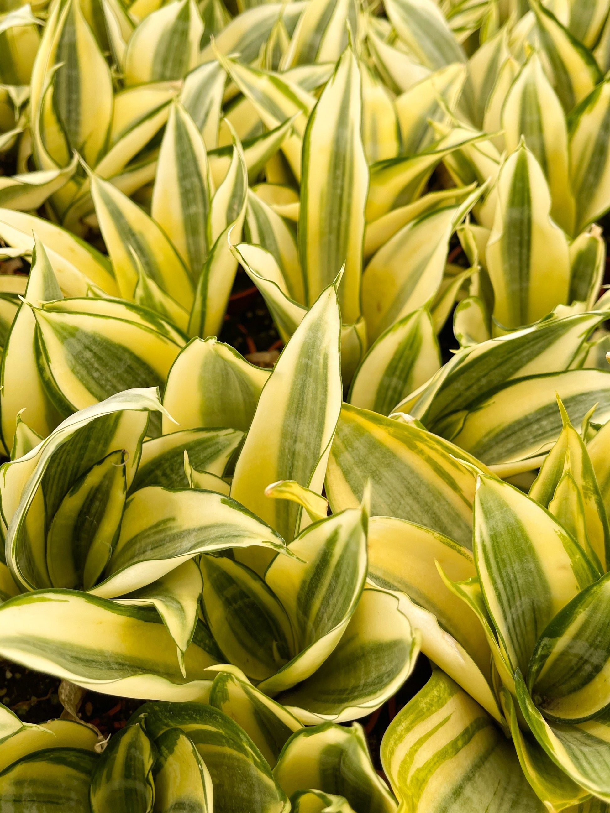 Sansevieria Golden Hahnii Snake Plant | Live Succulent