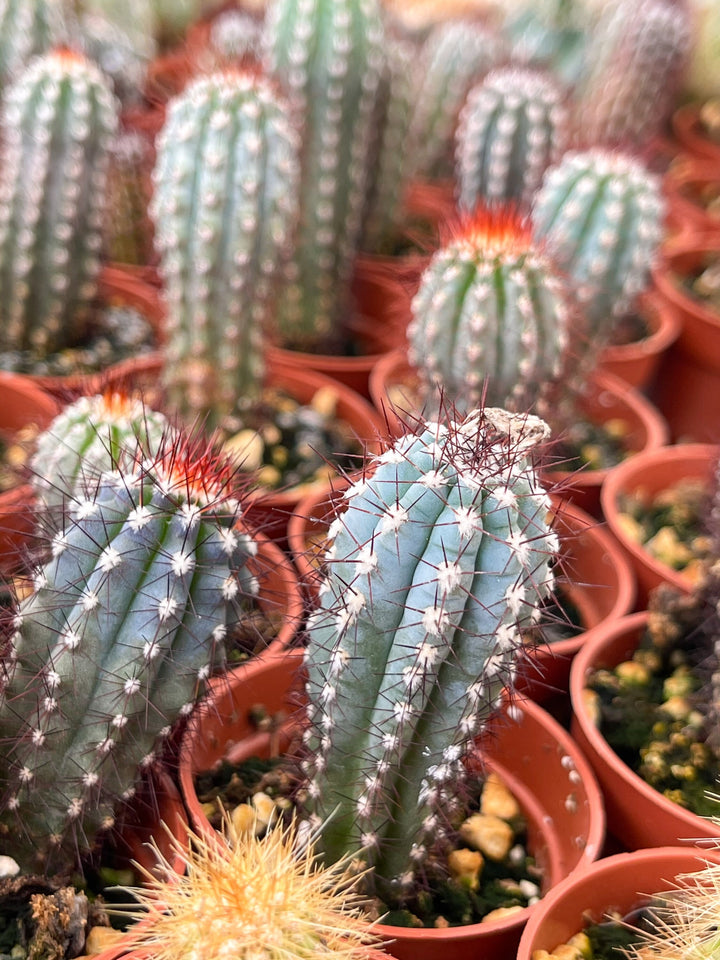 Cipocereus Bradei | Blue Cactus | Rare Exotic Cactus