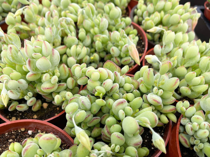 Cotyledon pendens | Cliff Cotyledon | Live Succulent