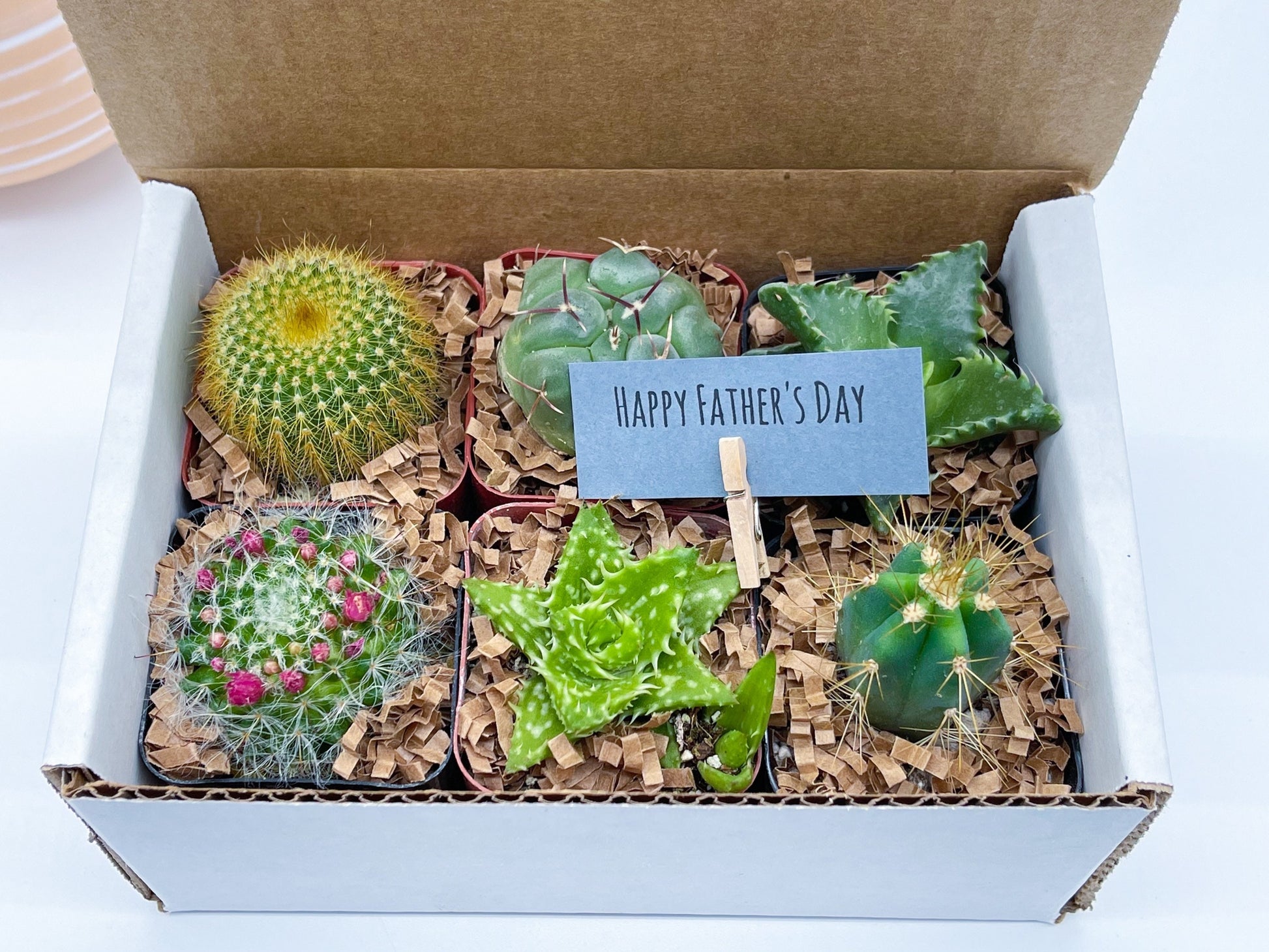 Special Cactus Gift Box | Gift for him | Gift for her | Holidays Gift Box | 6 packs Cactus Gift Box