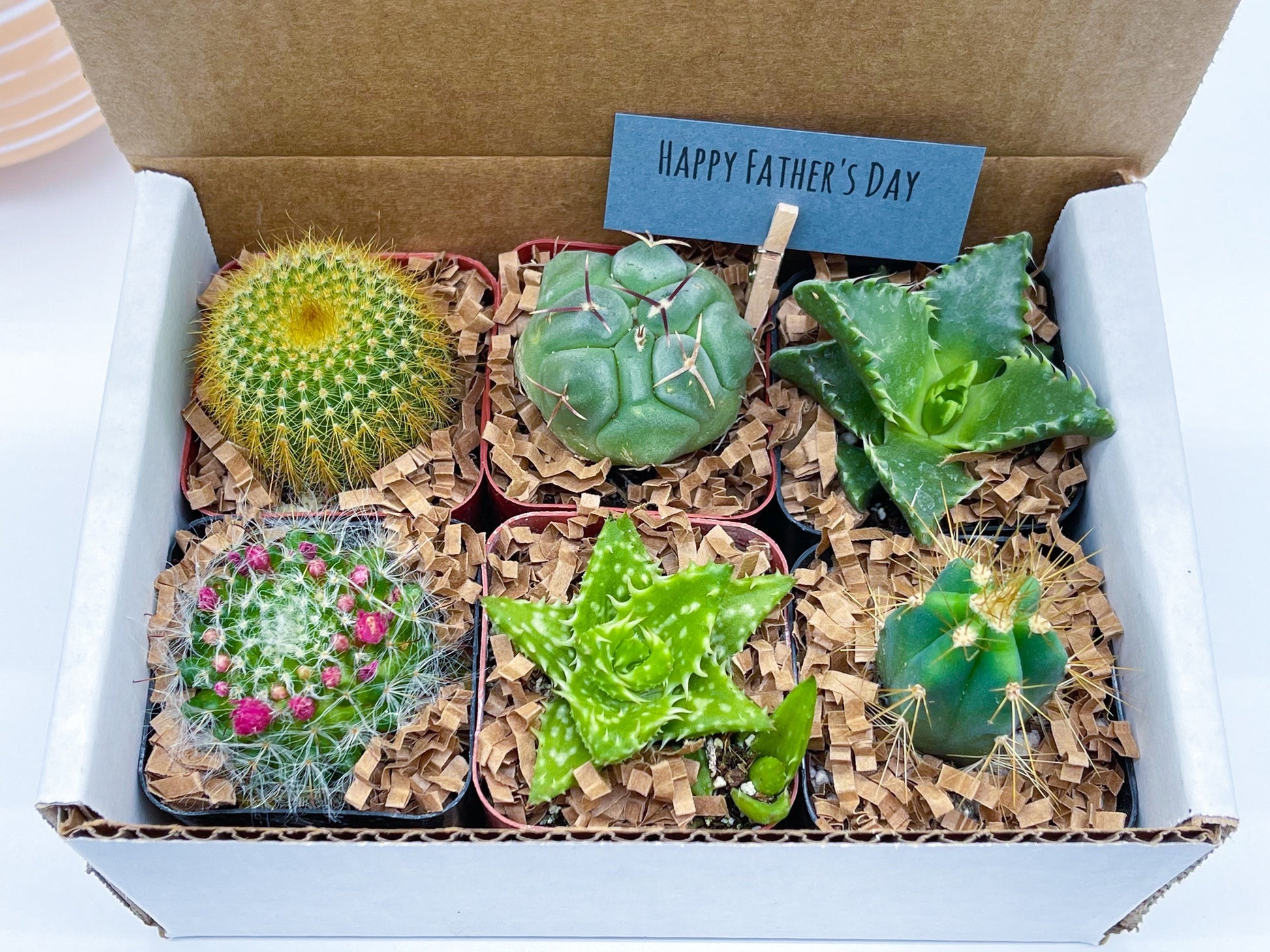 Special Cactus Gift Box | Gift for him | Gift for her | Holidays Gift Box | 6 packs Cactus Gift Box