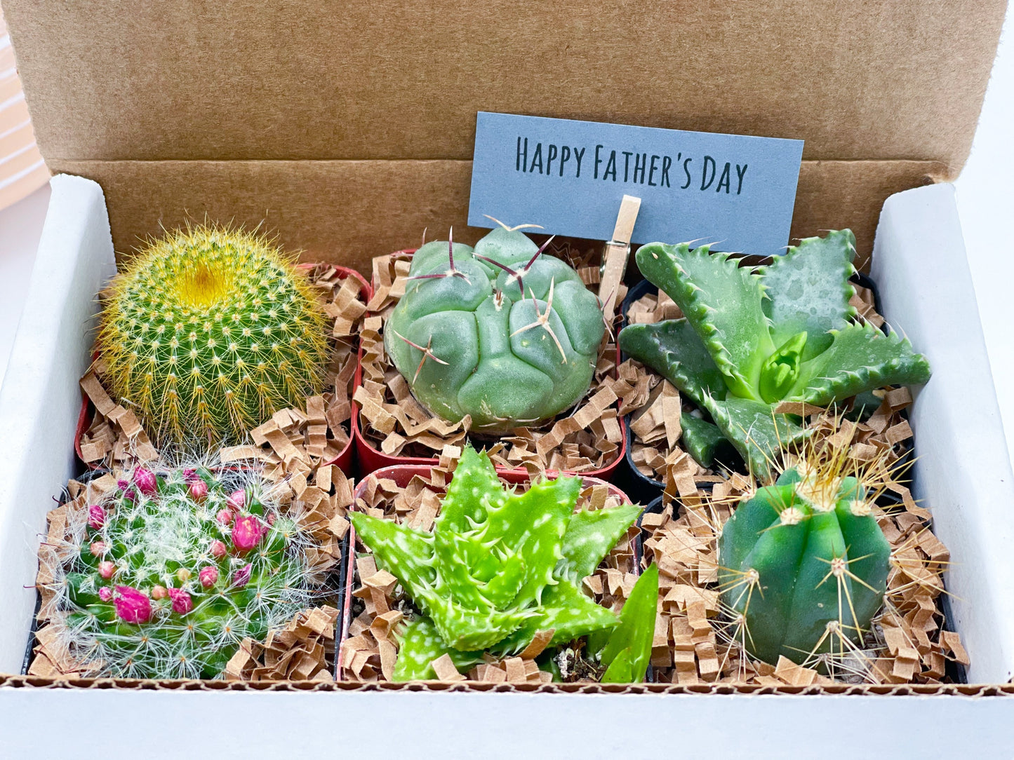 Special Cactus Gift Box | Gift for him | Gift for her | Holidays Gift Box | 6 packs Cactus Gift Box