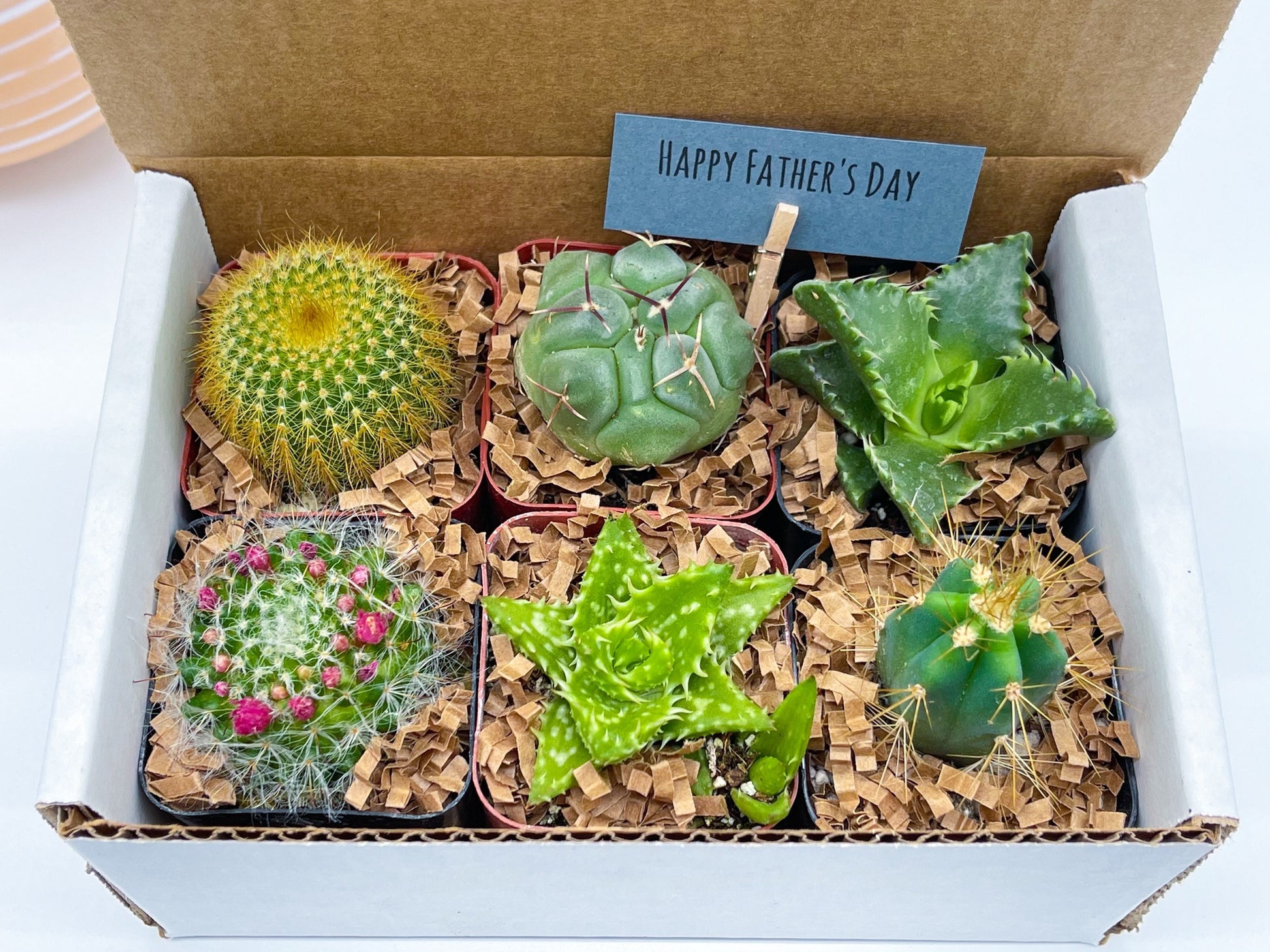 Special Cactus Gift Box | Gift for him | Gift for her | Holidays Gift Box | 6 packs Cactus Gift Box