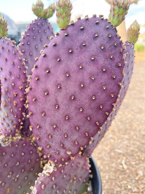 Opuntia “baby rita” | prickly pear cactus | Santa Rita Prickly Pear Cactus | Purple Cactus