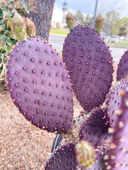 Opuntia “baby rita” | prickly pear cactus | Santa Rita Prickly Pear Cactus | Purple Cactus