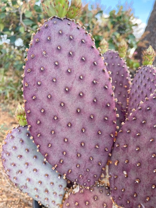 Opuntia “baby rita” | prickly pear cactus | Santa Rita Prickly Pear Cactus | Purple Cactus