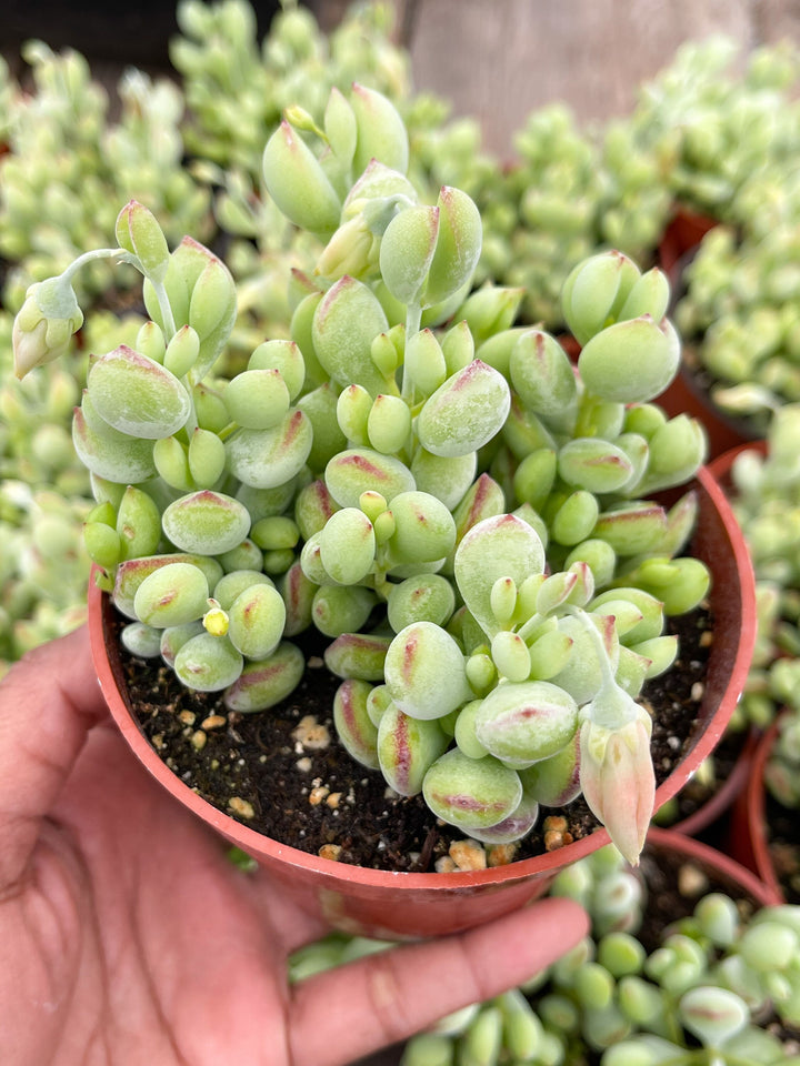 Cotyledon pendens | Cliff Cotyledon | Live Succulent