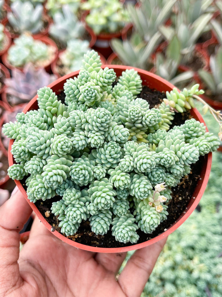 Sedum Dasyphyllum Major | Corsican Stonecrop | Blue Tears Sedum