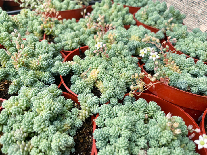 Sedum Dasyphyllum Major | Corsican Stonecrop | Blue Tears Sedum