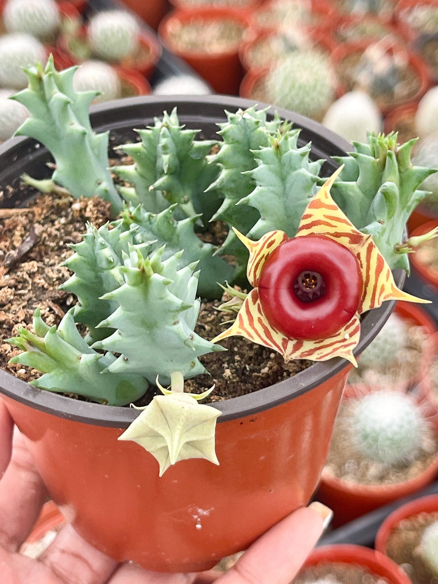 Huernia Zebrina | Lifesaver | rare succulent