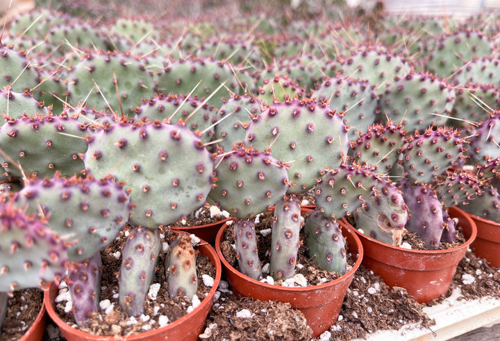 Opuntia “baby rita” | prickly pear cactus | Santa Rita Prickly Pear Cactus | Purple Cactus