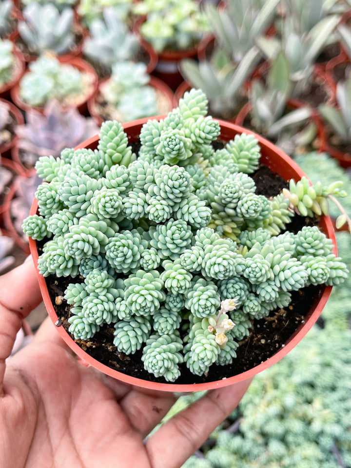 Sedum Dasyphyllum Major | Corsican Stonecrop | Blue Tears Sedum