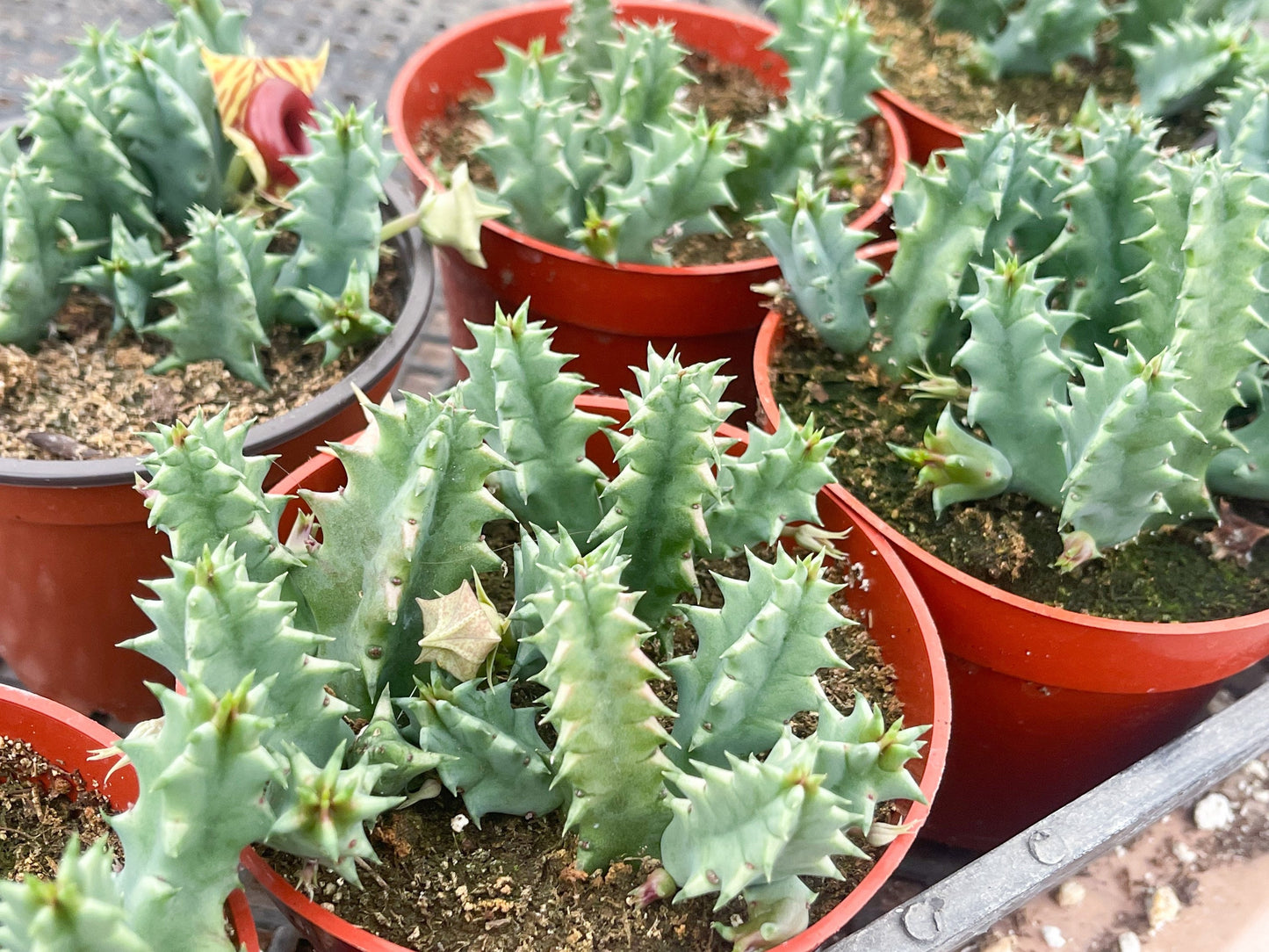 Huernia Zebrina | Lifesaver | rare succulent