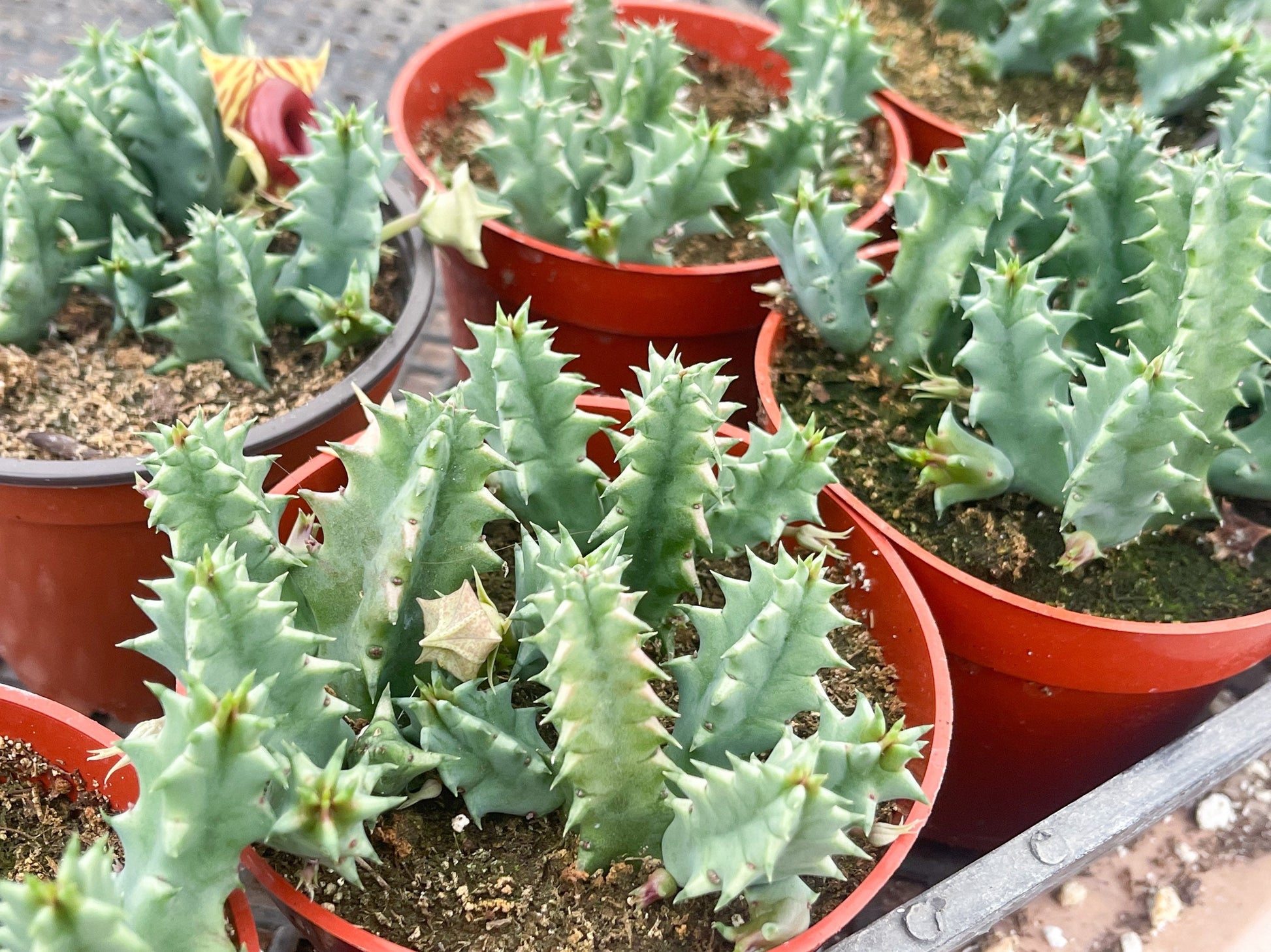 Huernia Zebrina | Lifesaver | rare succulent