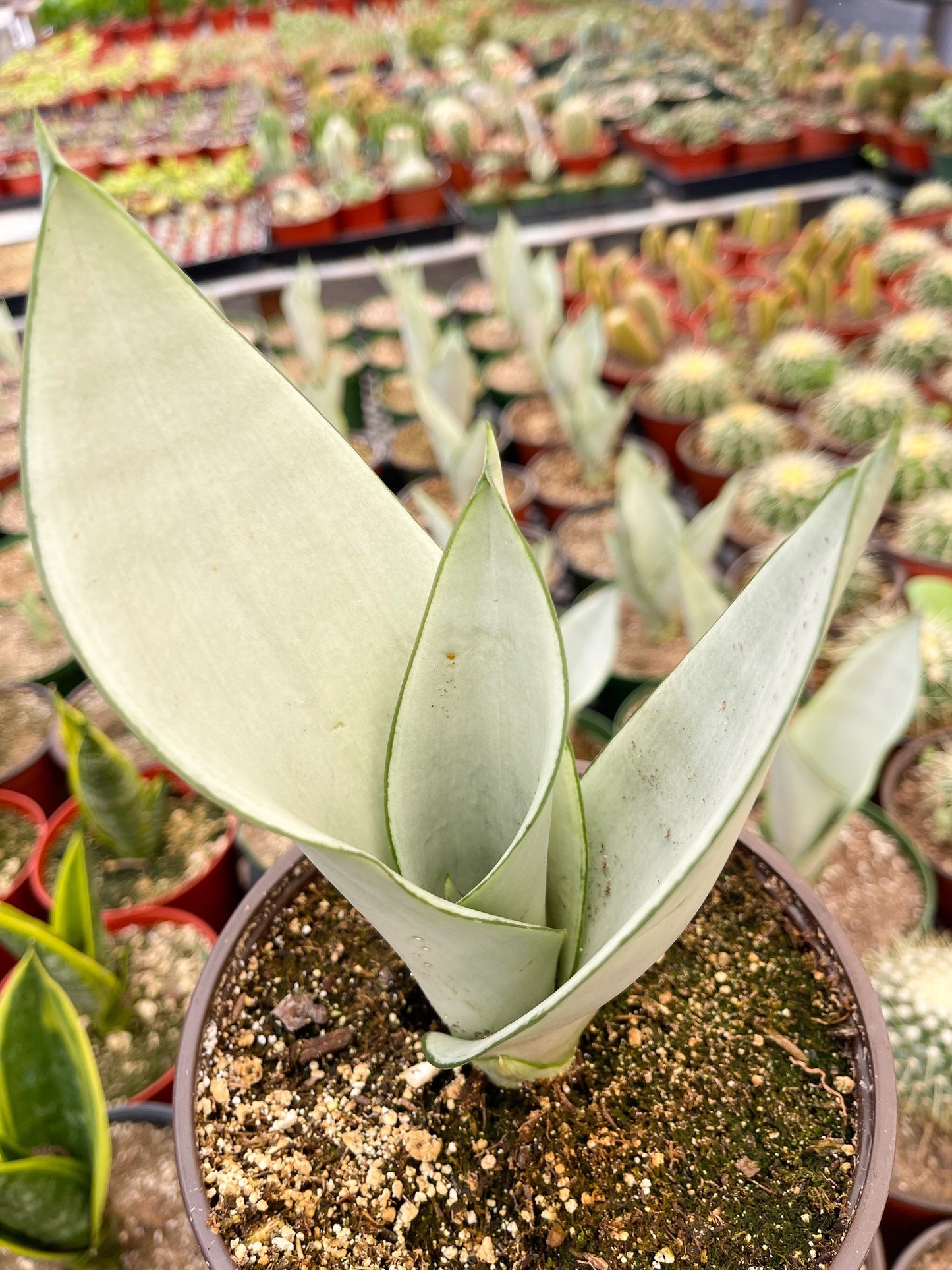 Sansevieria Moonshine | Snake Plant | Live Plant