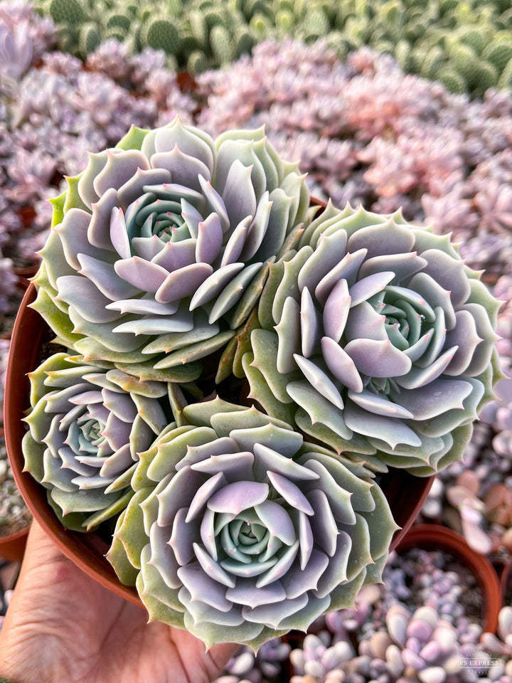 Echeveria Lola | Echeveria succulent | Live Plant