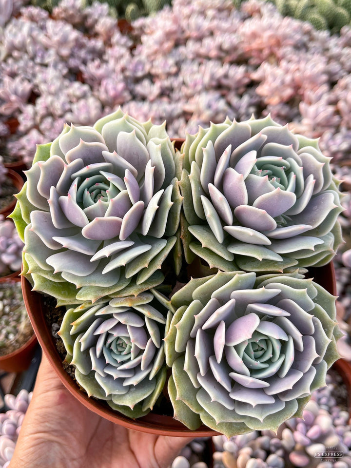 Echeveria Lola | Echeveria succulent | Live Plant