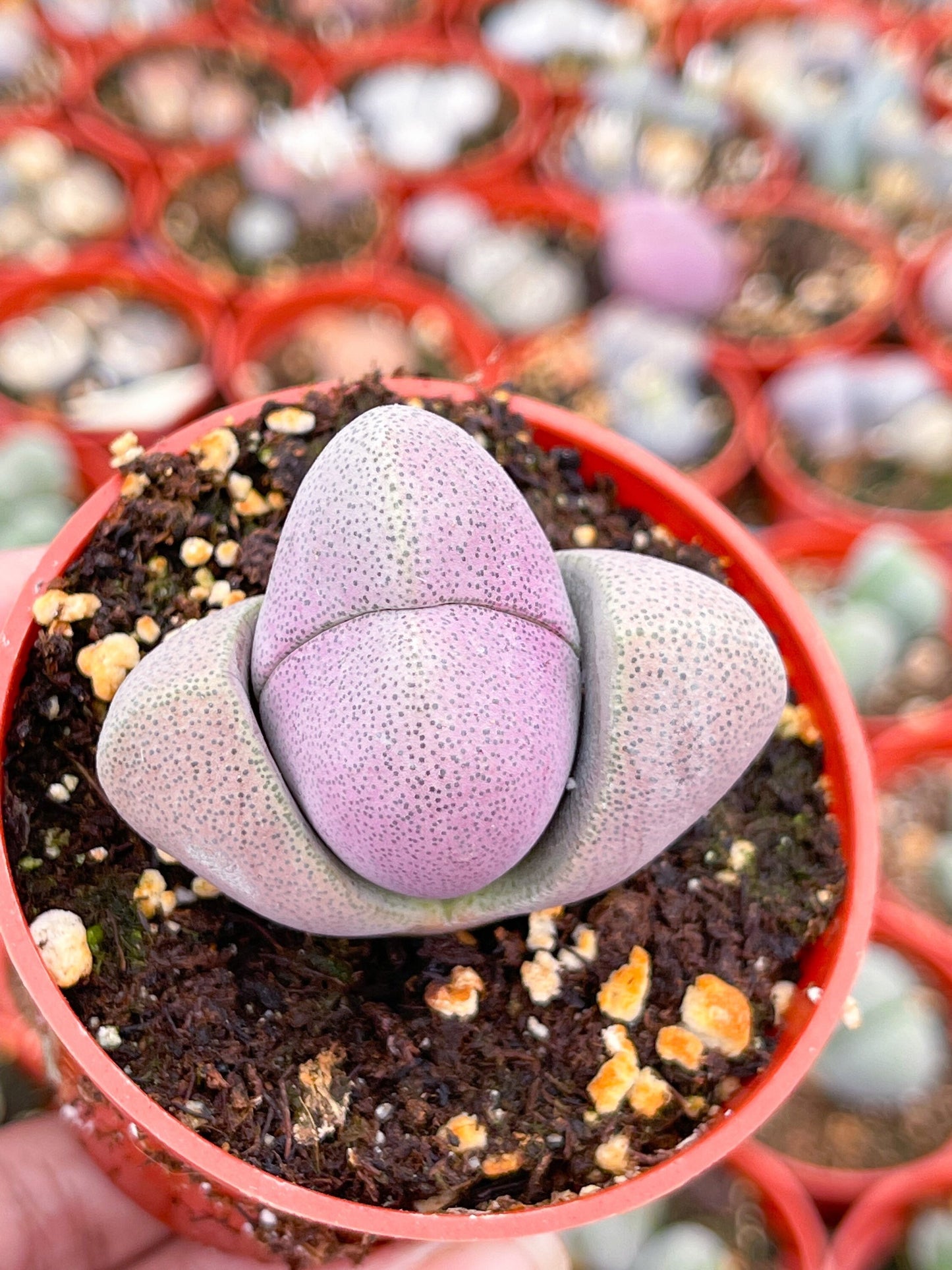 2” Royal Flush | Pleisopilos nelii cv. Royal Flush, Split Rock | Cleft Stone | Liveplants | Rare Plant | Lithops