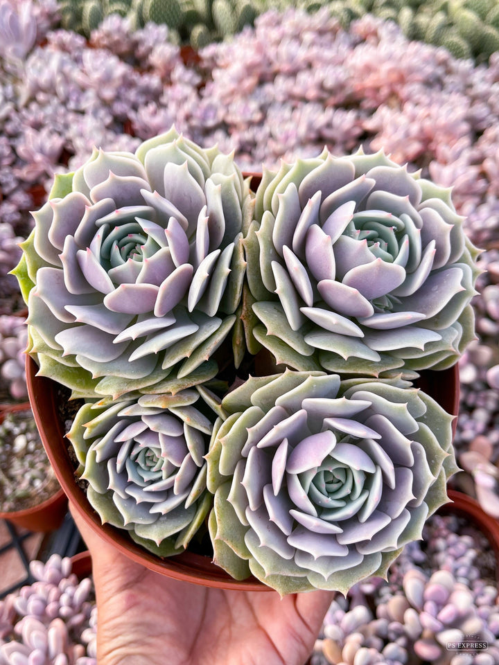 Echeveria Lola | Echeveria succulent | Live Plant