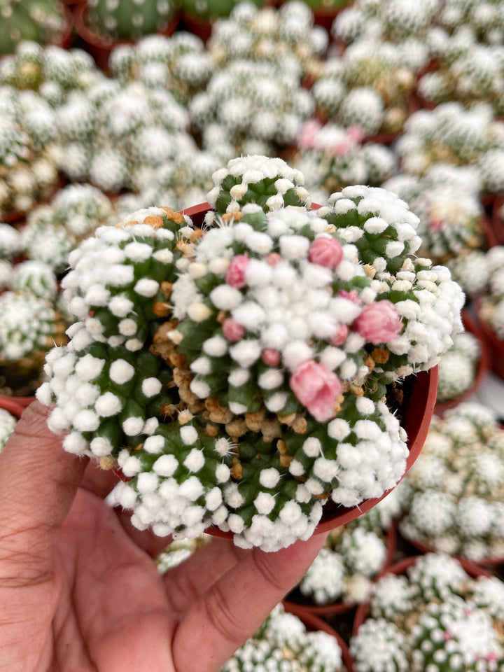 Mammillaria Gracilis Cv. Caterpillar | Rare Cactus