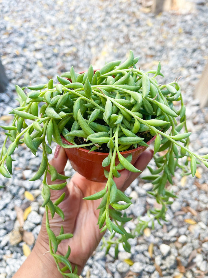 String Plants | Live Plants | Trailing Plants