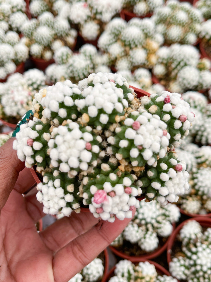 Mammillaria Gracilis Cv. Caterpillar | Rare Cactus