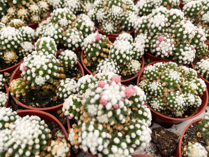 Mammillaria Gracilis Cv. Caterpillar | Rare Cactus