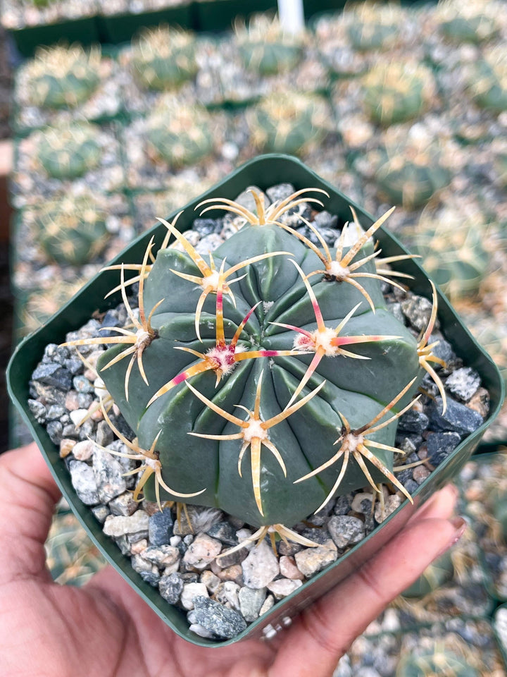 Ferocactus Macrodiscus Cactus | Live Cactus