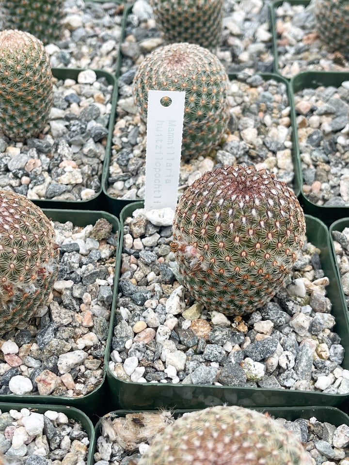 Mammillaria Huitzilopochtli with flower buds | Live Cactus