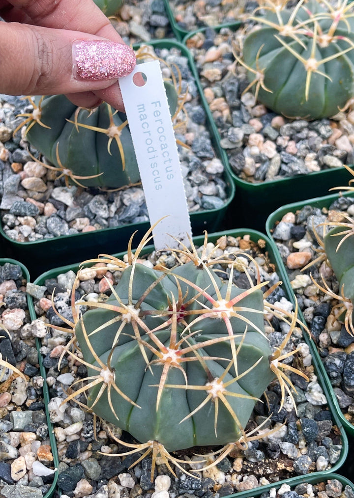 Ferocactus Macrodiscus Cactus | Live Cactus