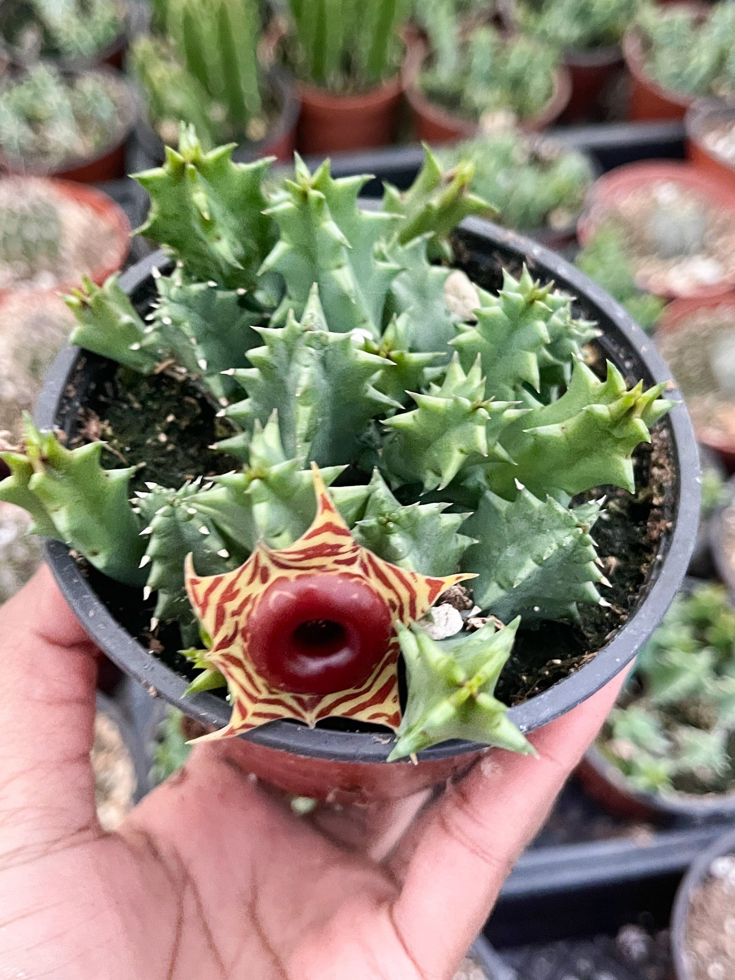 Huernia Zebrina | Lifesaver | rare succulent