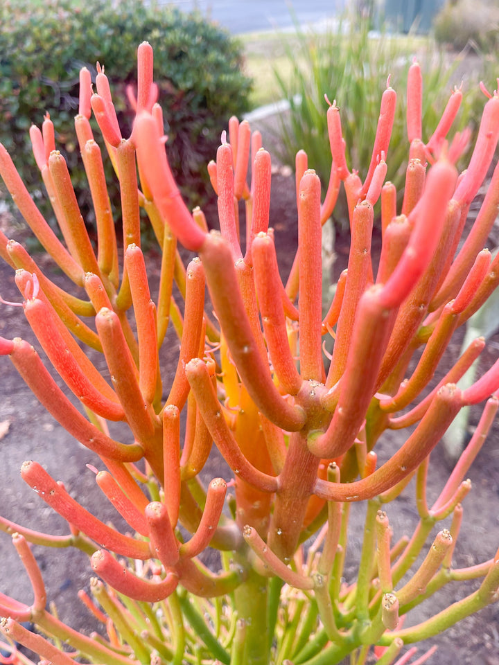 Fire Stick bushy cutting/clipping | Euphorbia Tirucalli | Pencil cactus | live succulent