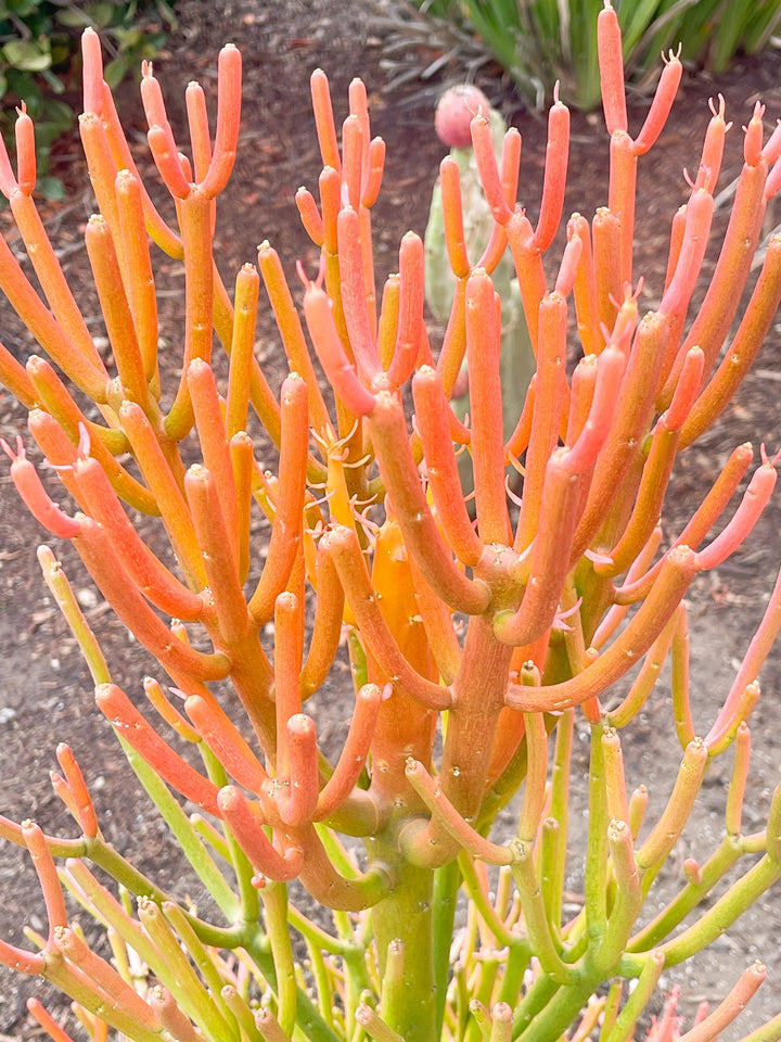 Fire Stick bushy cutting/clipping | Euphorbia Tirucalli | Pencil cactus | live succulent