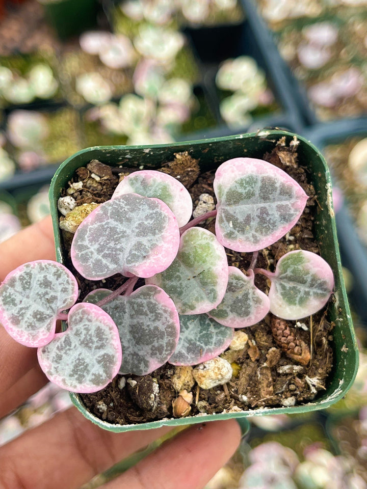 Variegated String Of Hearts | String Succulent | Live Succulent