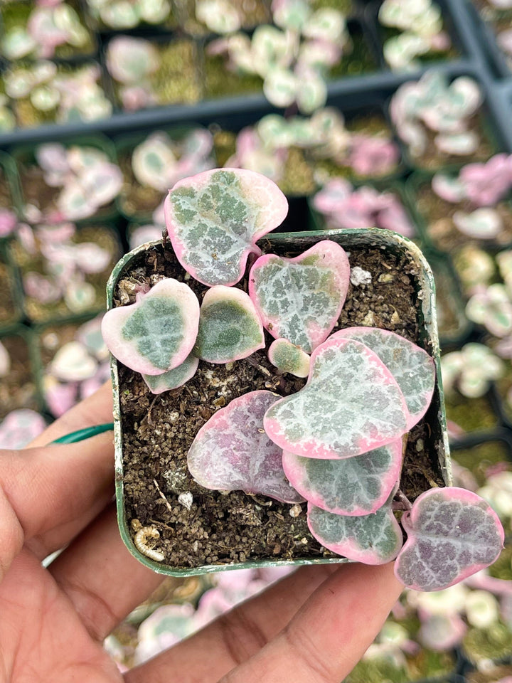 Variegated String Of Hearts | String Succulent | Live Succulent