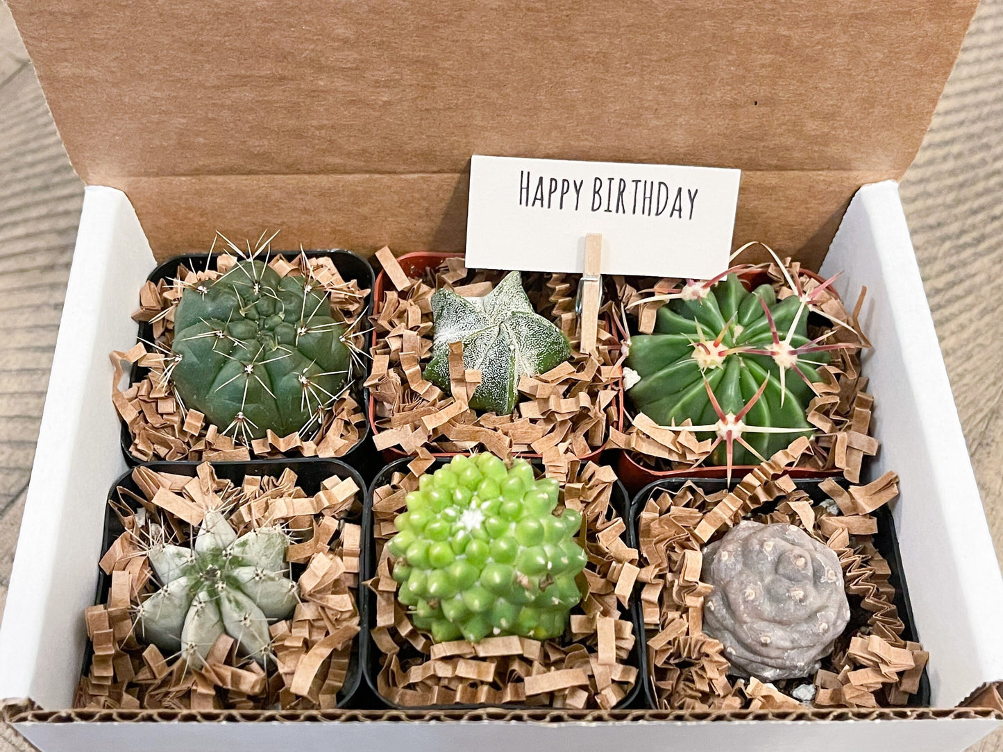 Special Cactus Gift Box | Gift for him | Gift for her | Holidays Gift Box | 6 packs Cactus Gift Box