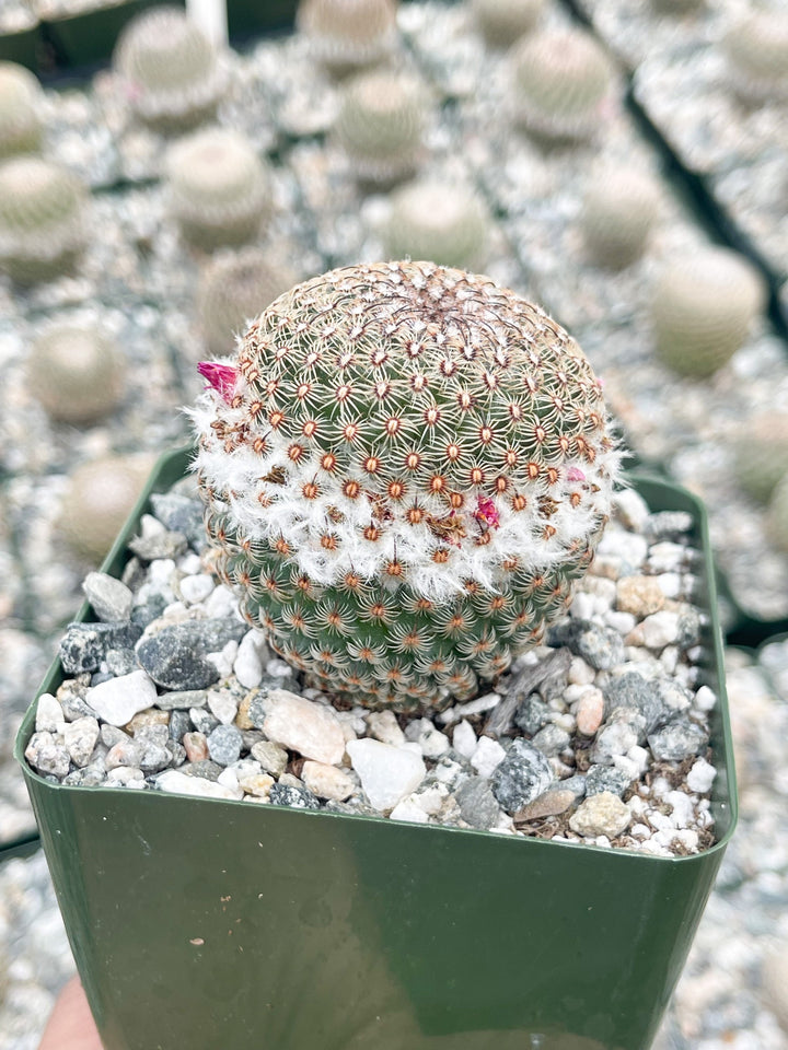 Mammillaria Huitzilopochtli with flower buds | Live Cactus