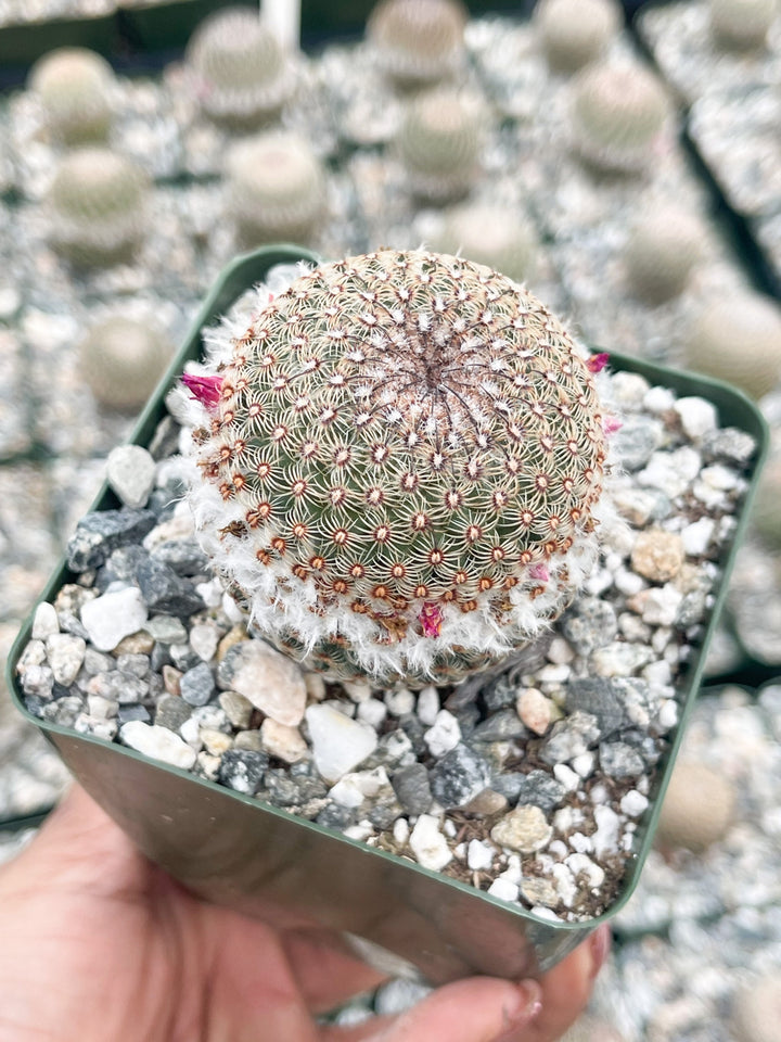 Mammillaria Huitzilopochtli with flower buds | Live Cactus