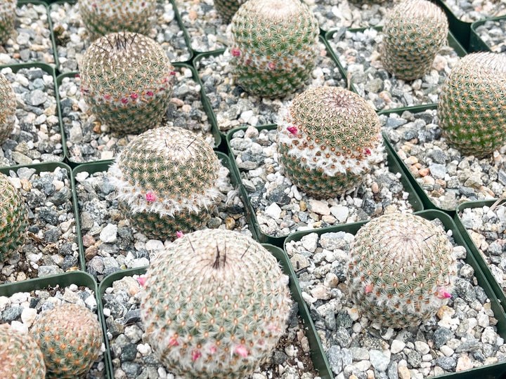 Mammillaria Huitzilopochtli with flower buds | Live Cactus