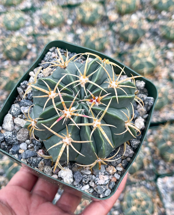 Ferocactus Macrodiscus Cactus | Live Cactus