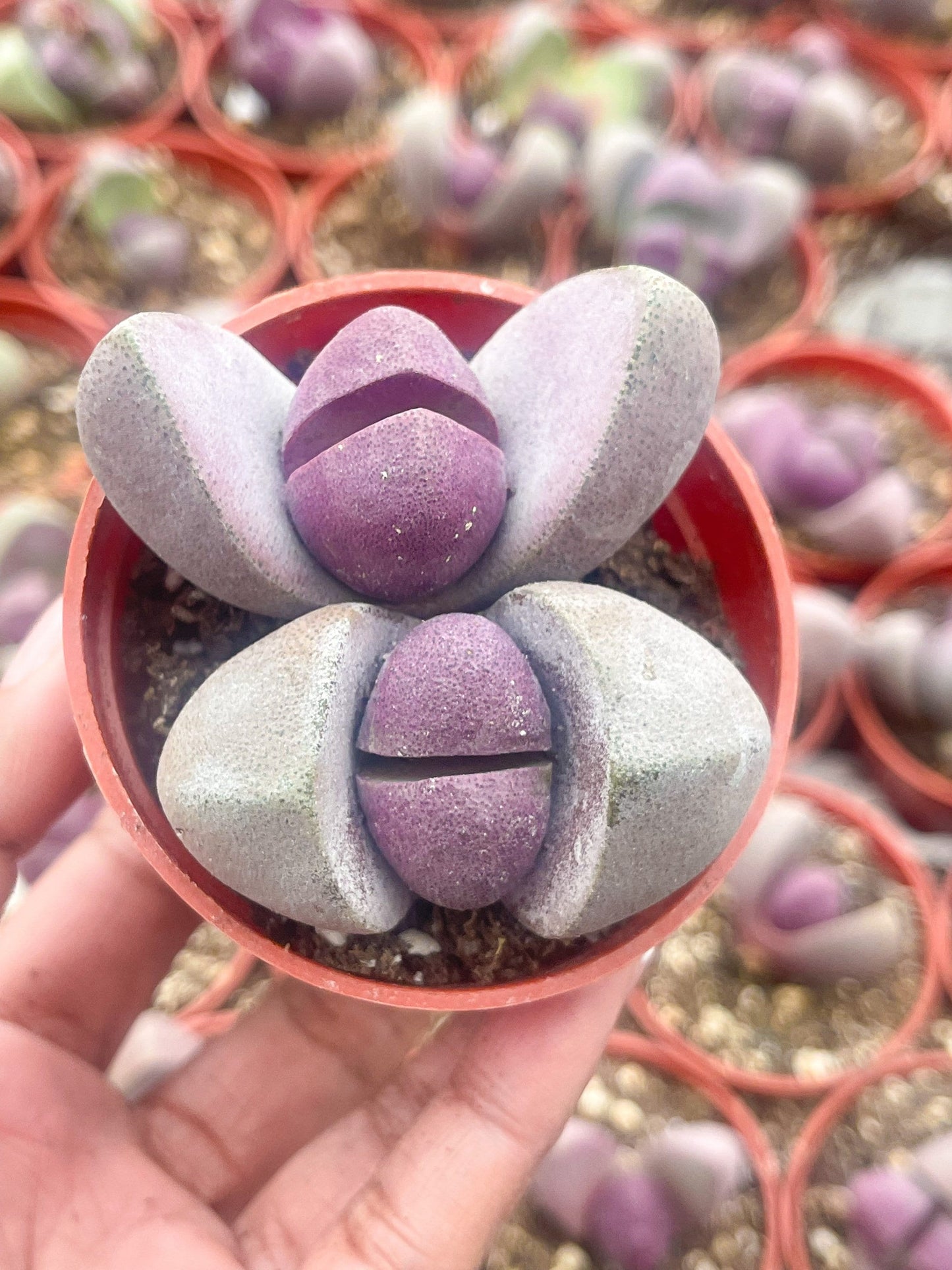 2” Royal Flush | Pleisopilos nelii cv. Royal Flush, Split Rock | Cleft Stone | Liveplants | Rare Plant | Lithops