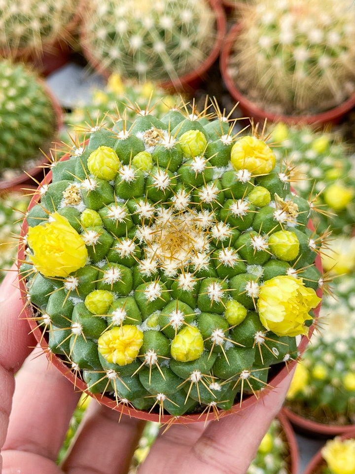 Mammillaria Marksiana | Live Cactus