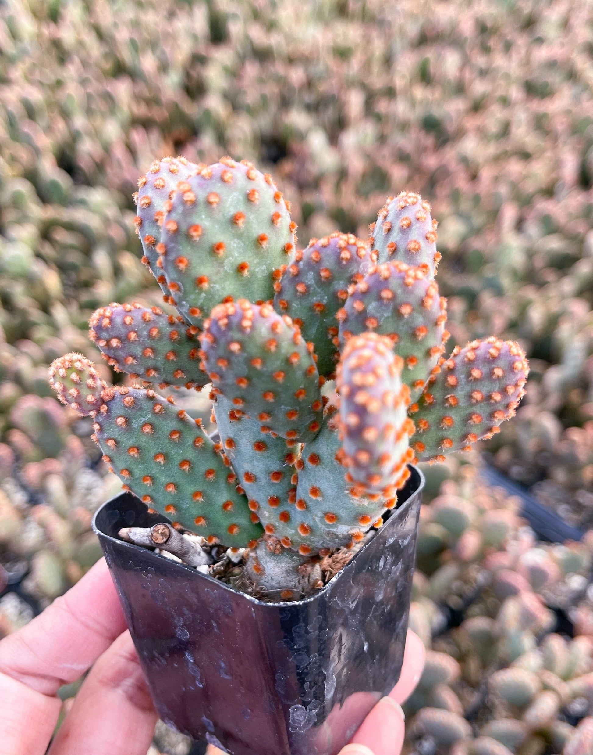 Opuntia Cactus | Purple Cactus | Live Plant