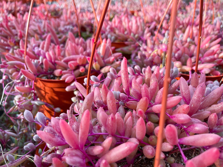 String of Ruby Necklace | Live Succulent| String Succulent