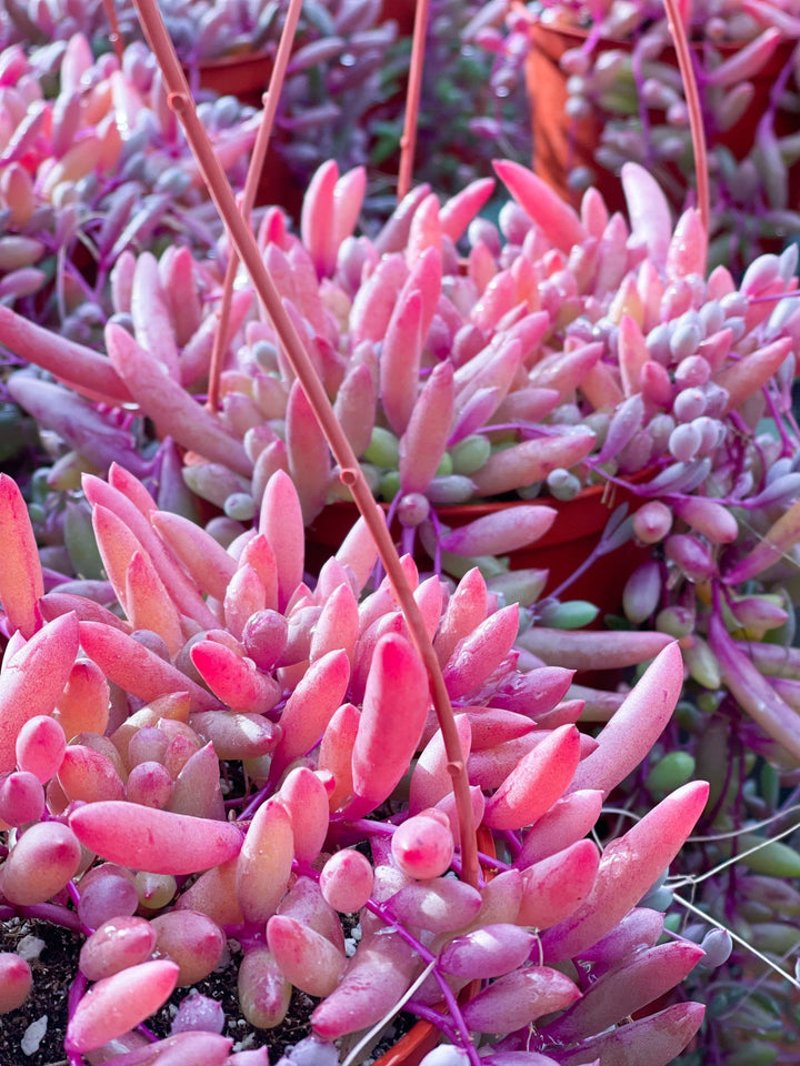 String of Ruby Necklace | Live Succulent| String Succulent