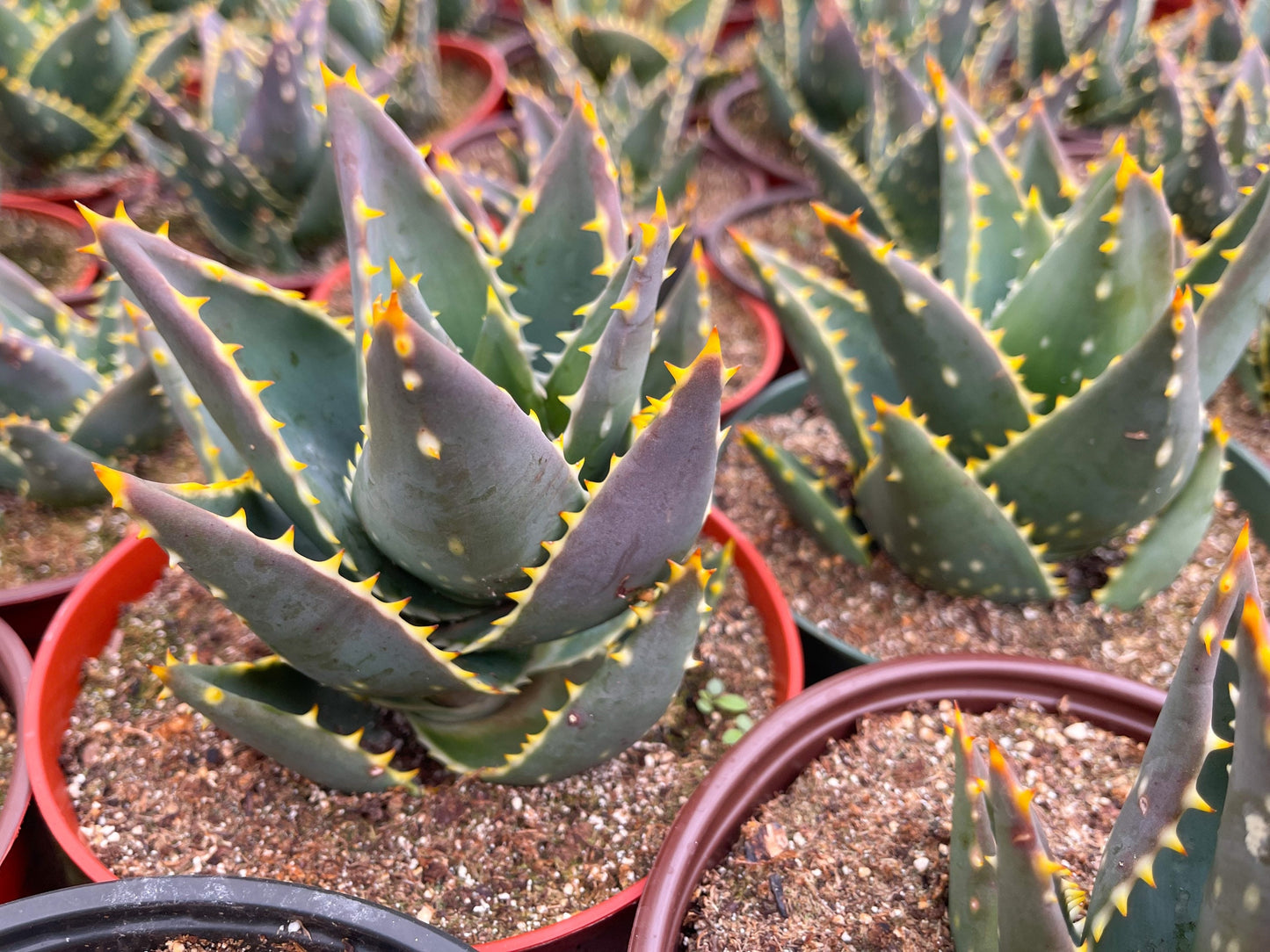 Aloe Distans | Aloe gold teeth | Aloe collection | Live Succulent